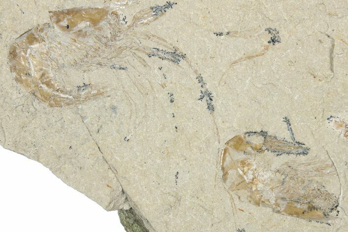 Two Cretaceous Fossil Shrimp - Lebanon #349671